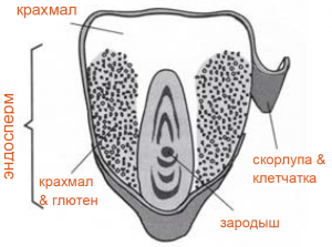 Глубокая переработка кукурузы